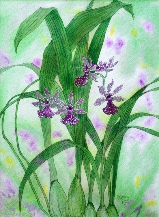 , Aquarelle